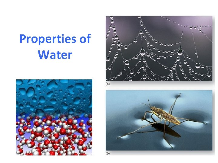 Properties of Water 