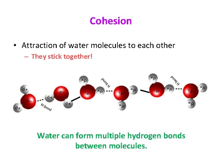 Cohesion • Attraction of water molecules to each other – They stick together! Water