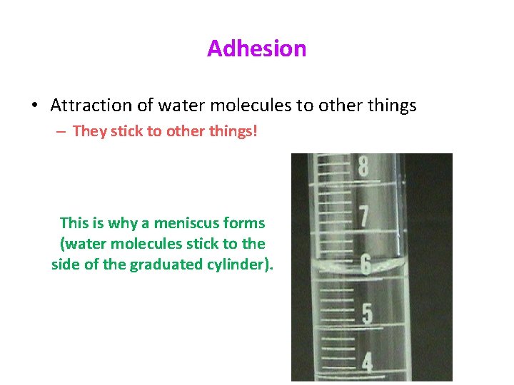 Adhesion • Attraction of water molecules to other things – They stick to other