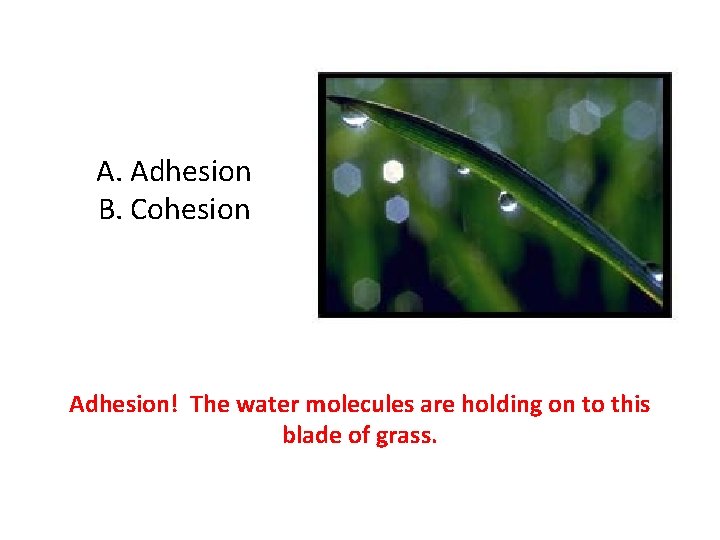 A. Adhesion B. Cohesion Adhesion! The water molecules are holding on to this blade