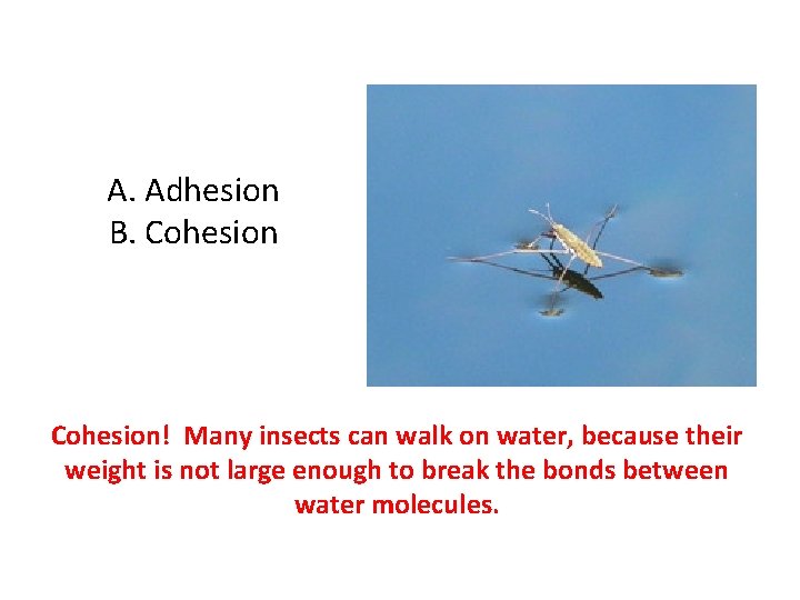 A. Adhesion B. Cohesion! Many insects can walk on water, because their weight is