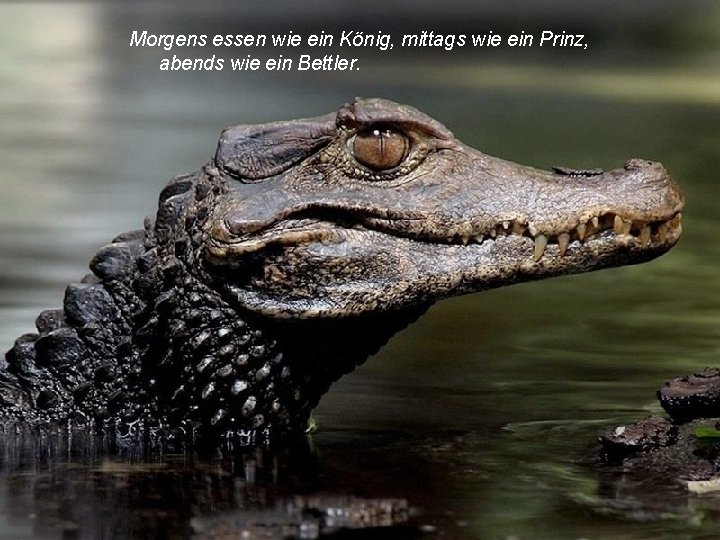 Morgens essen wie ein König, mittags wie ein Prinz, abends wie ein Bettler. 