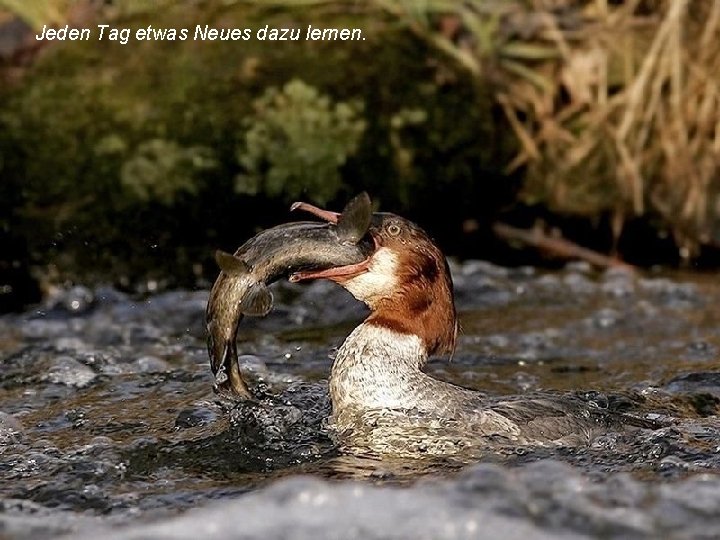 Jeden Tag etwas Neues dazu lernen. 