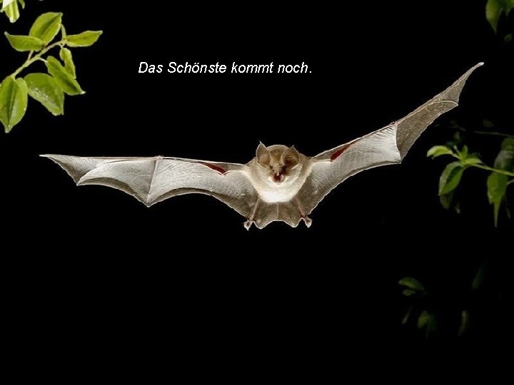 Das Schönste kommt noch. 