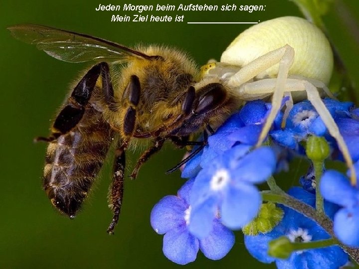  Jeden Morgen beim Aufstehen sich sagen: Mein Ziel heute ist _______. 