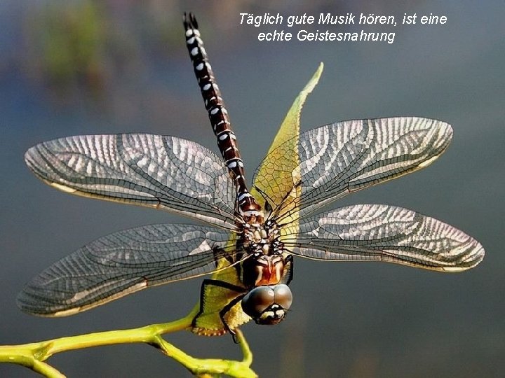 Täglich gute Musik hören, ist eine echte Geistesnahrung 