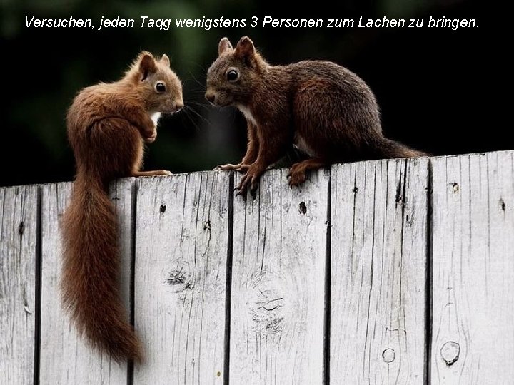Versuchen, jeden Taqg wenigstens 3 Personen zum Lachen zu bringen. 