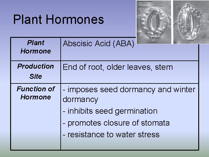 Plant Hormones Plant Hormone Abscisic Acid (ABA) Production Site End of root, older leaves,