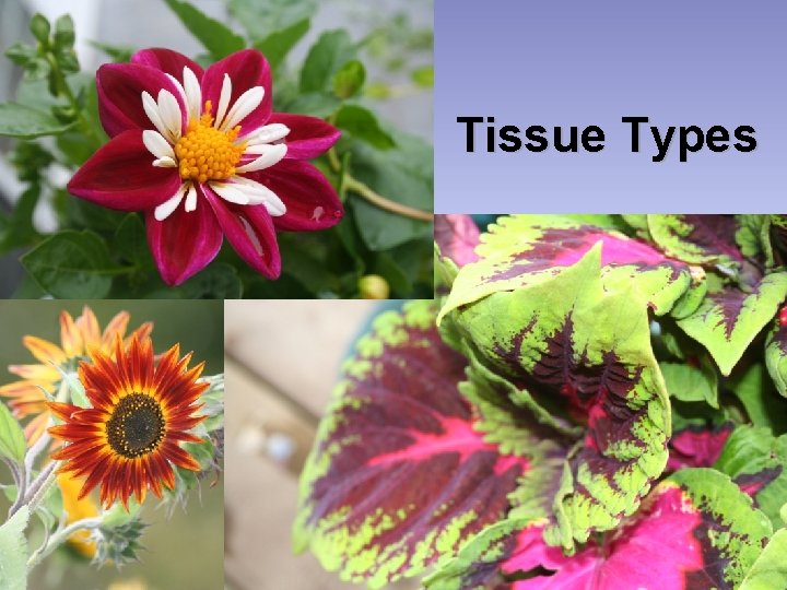 Tissue Types 