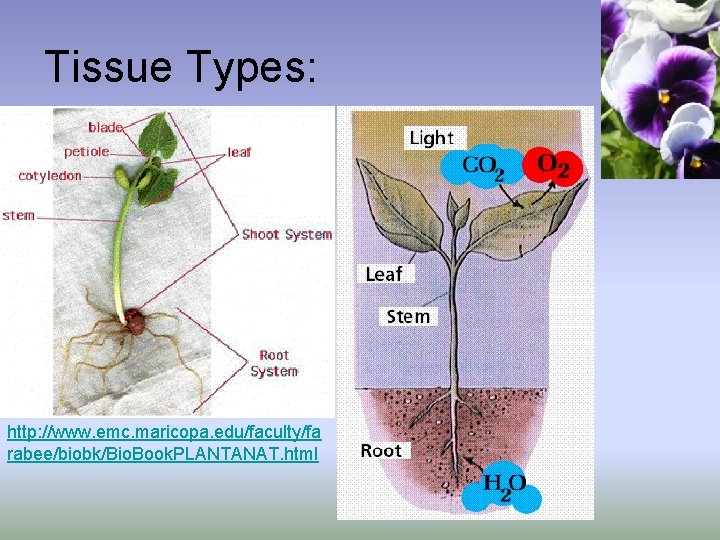 Tissue Types: http: //www. emc. maricopa. edu/faculty/fa rabee/biobk/Bio. Book. PLANTANAT. html 