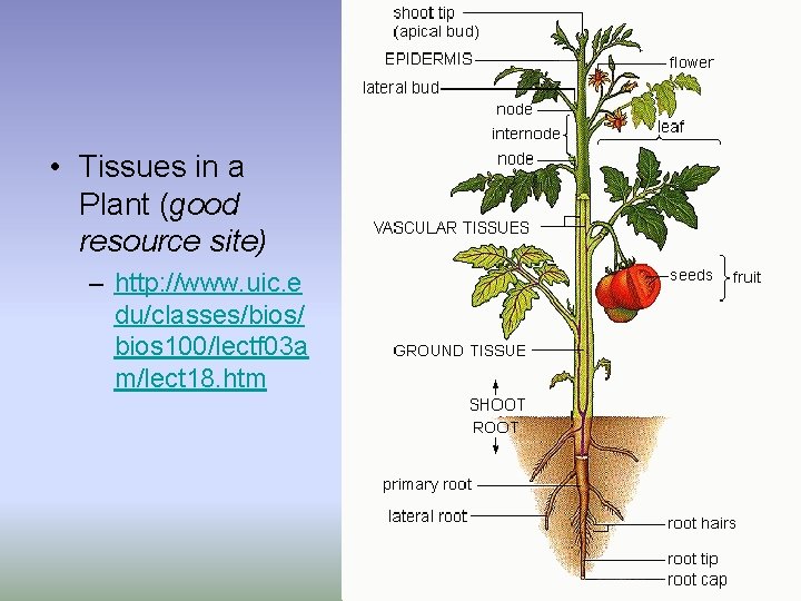  • Tissues in a Plant (good resource site) – http: //www. uic. e