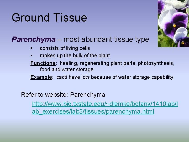 Ground Tissue Parenchyma – most abundant tissue type • consists of living cells •