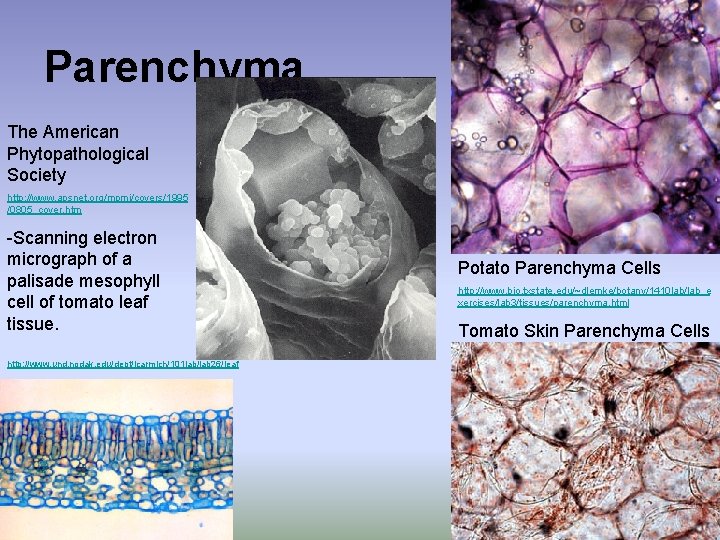 Parenchyma The American Phytopathological Society http: //www. apsnet. org/mpmi/covers/1995 /0805_cover. htm -Scanning electron micrograph