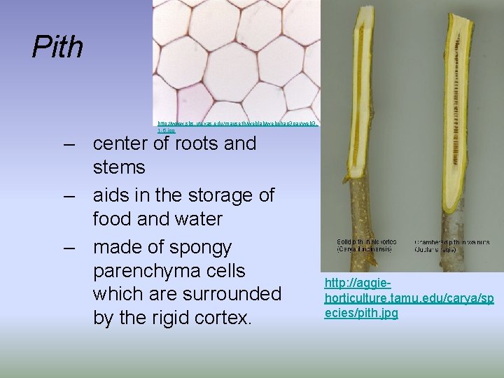 Pith http: //www. sbs. utexas. edu/mauseth/weblab/webchap 3 par/web 3. 1 -6. jpg – center