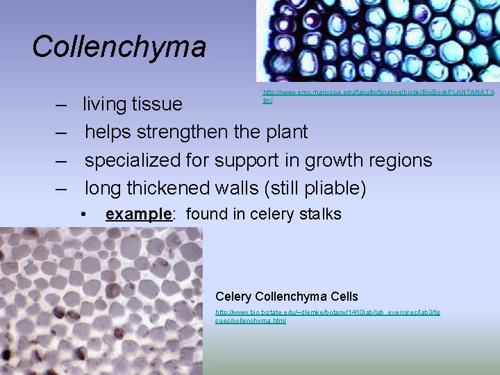 Collenchyma http: //www. emc. maricopa. edu/faculty/farabee/biobk/Bio. Book. PLANTANAT. h tml – living tissue –