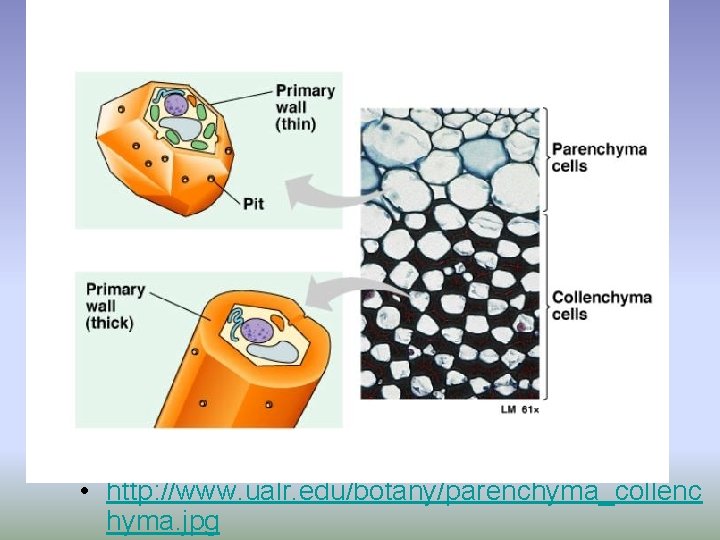  • http: //www. ualr. edu/botany/parenchyma_collenc hyma. jpg 