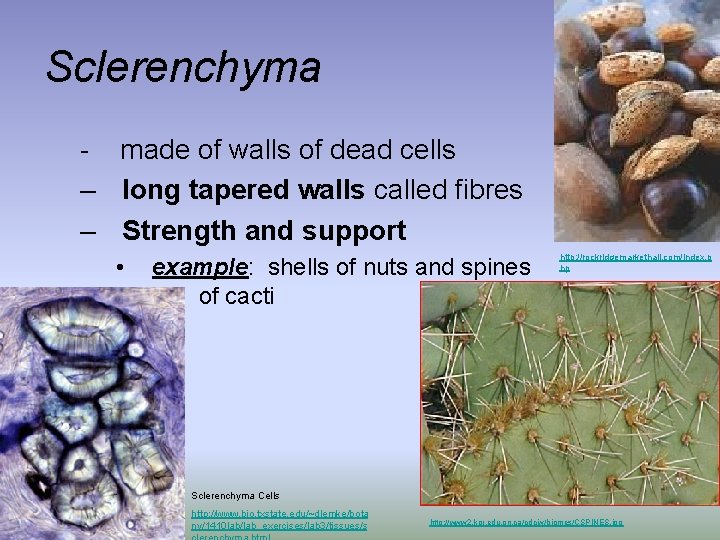 Sclerenchyma - made of walls of dead cells – long tapered walls called fibres