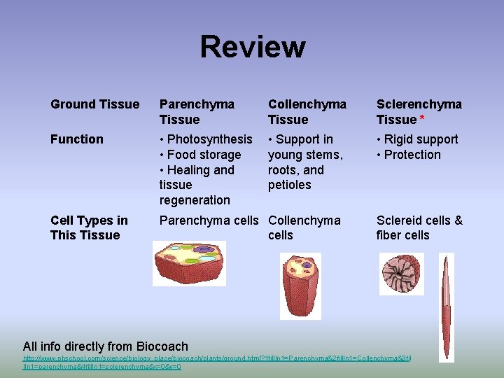 Review Ground Tissue Parenchyma Tissue Collenchyma Tissue Sclerenchyma Tissue * Function • Photosynthesis •