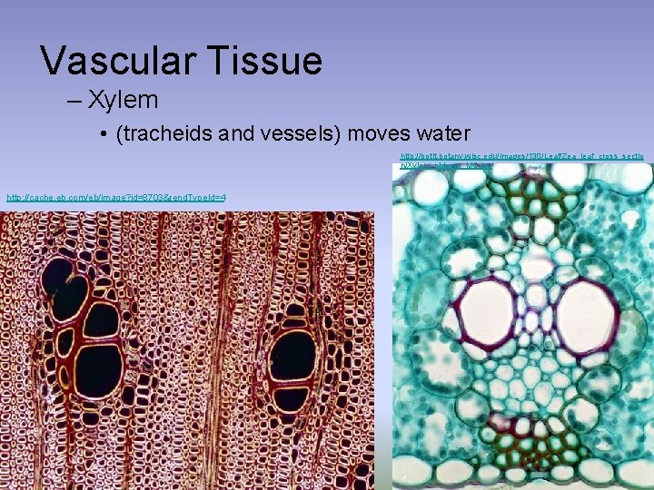 Vascular Tissue – Xylem • (tracheids and vessels) moves water http: //botit. botany. wisc.