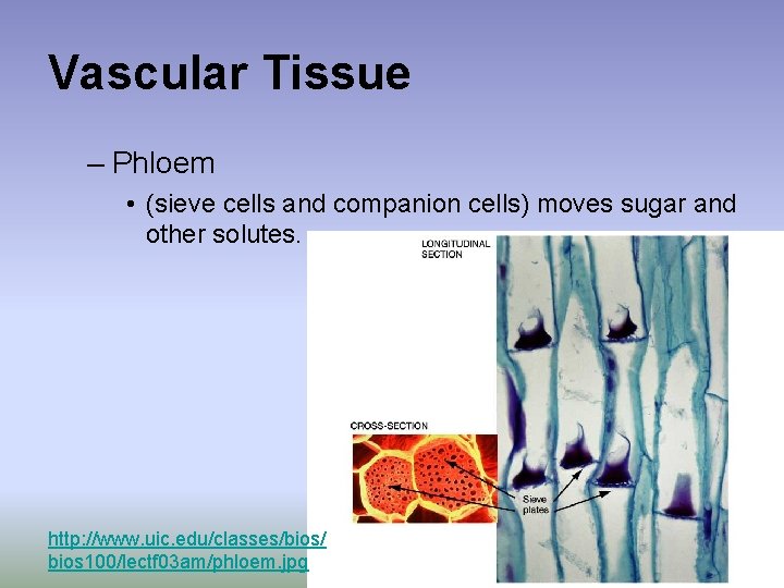 Vascular Tissue – Phloem • (sieve cells and companion cells) moves sugar and other