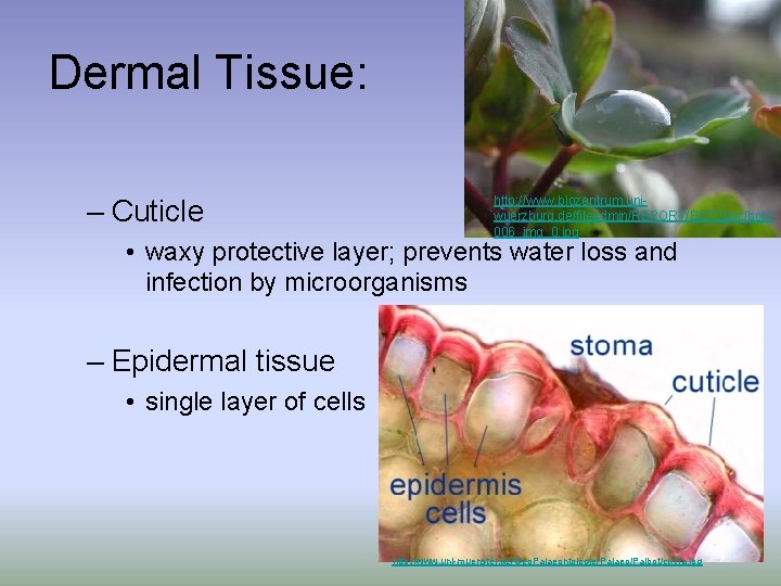 Dermal Tissue: – Cuticle http: //www. biozentrum. uniwuerzburg. de/fileadmin/REPORT/BOT 2/pic/bot 2 006_img_0. jpg •