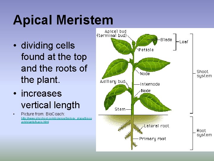 Apical Meristem • dividing cells found at the top and the roots of the