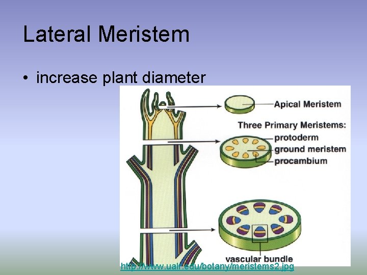 Lateral Meristem • increase plant diameter http: //www. ualr. edu/botany/meristems 2. jpg 