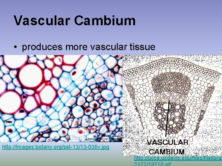 Vascular Cambium • produces more vascular tissue http: //images. botany. org/set-13/13 -036 v. jpg