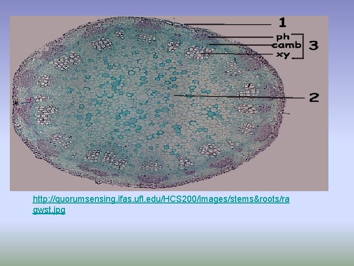 http: //quorumsensing. ifas. ufl. edu/HCS 200/images/stems&roots/ra gwst. jpg 