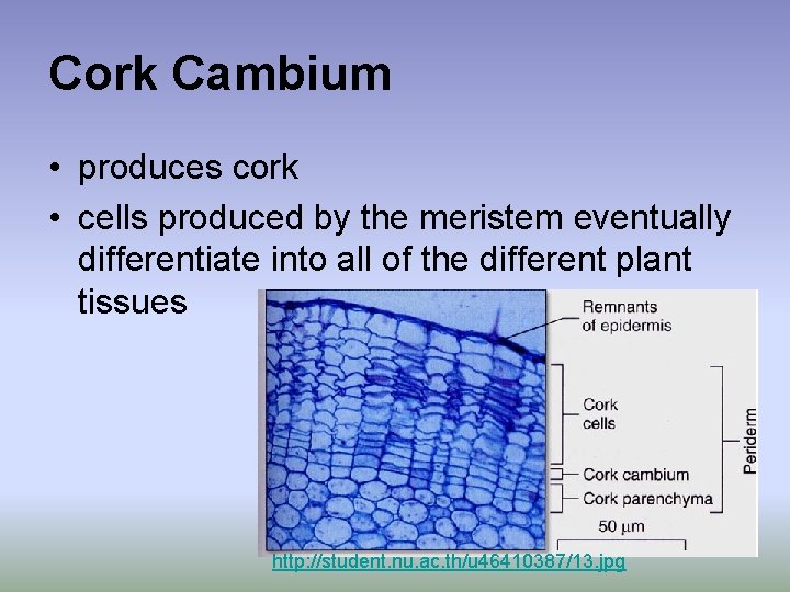 Cork Cambium • produces cork • cells produced by the meristem eventually differentiate into