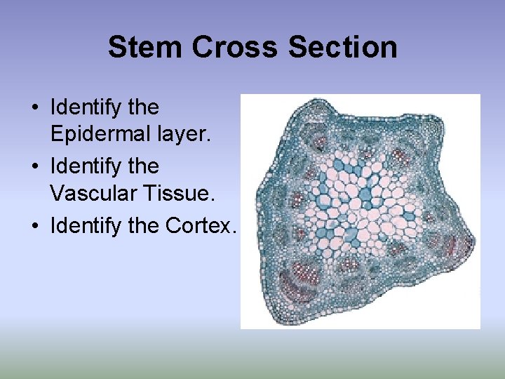 Stem Cross Section • Identify the Epidermal layer. • Identify the Vascular Tissue. •