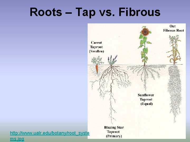Roots – Tap vs. Fibrous http: //www. ualr. edu/botany/root_syste ms. jpg 