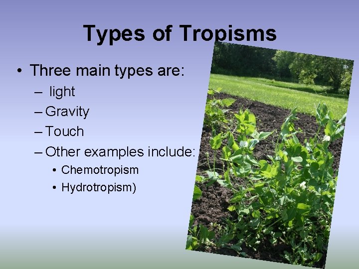Types of Tropisms • Three main types are: – light – Gravity – Touch