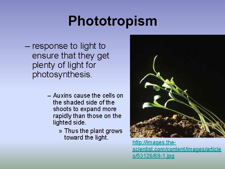 Phototropism – response to light to ensure that they get plenty of light for