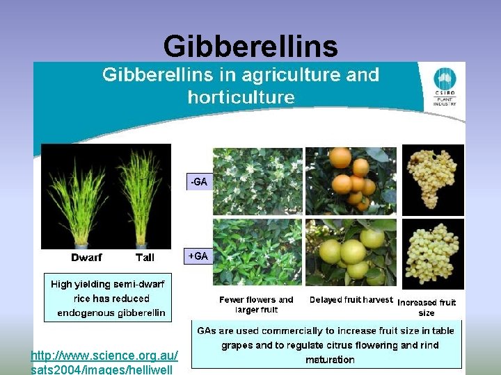 Gibberellins http: //www. science. org. au/ sats 2004/images/helliwell 