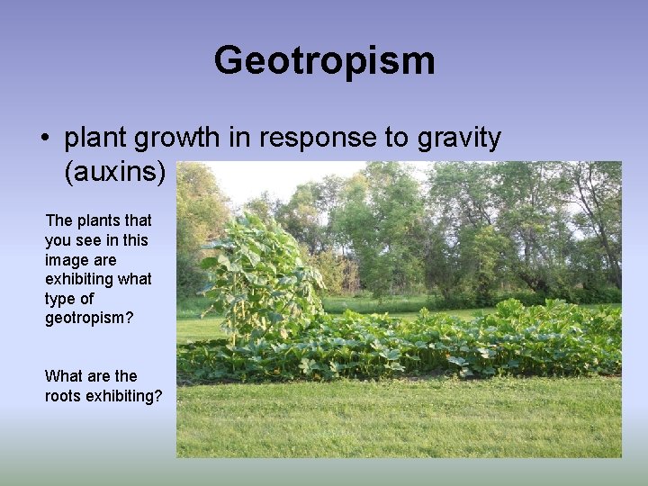 Geotropism • plant growth in response to gravity (auxins) The plants that you see