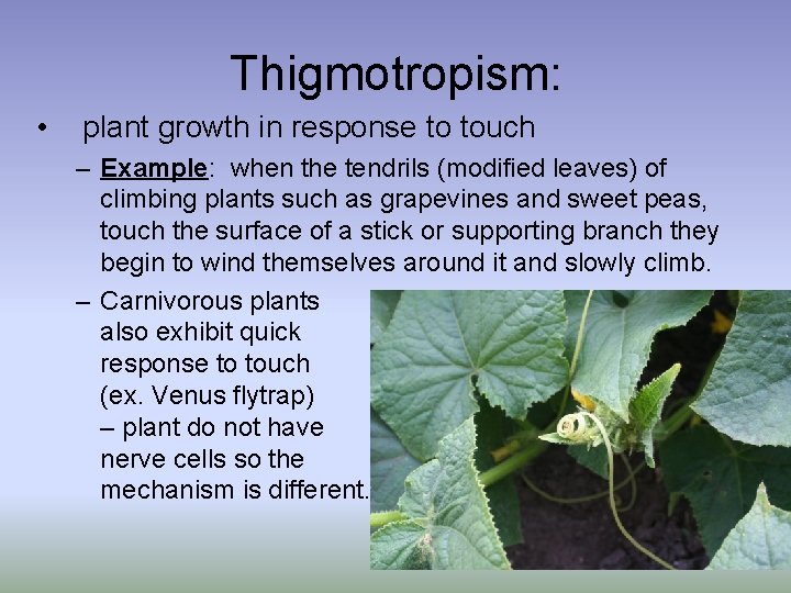 Thigmotropism: • plant growth in response to touch – Example: when the tendrils (modified