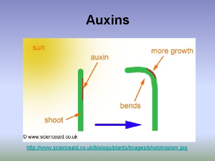 Auxins http: //www. scienceaid. co. uk/biology/plants/images/phototropism. jpg 