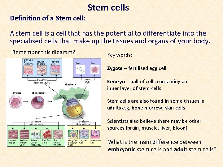 Definition of a Stem cell: Stem cells A stem cell is a cell that