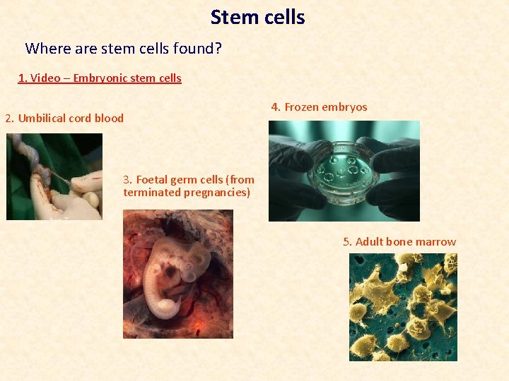 Stem cells Where are stem cells found? 1. Video – Embryonic stem cells 2.