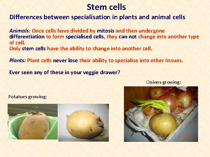 Stem cells Differences between specialisation in plants and animal cells Animals: Once cells have