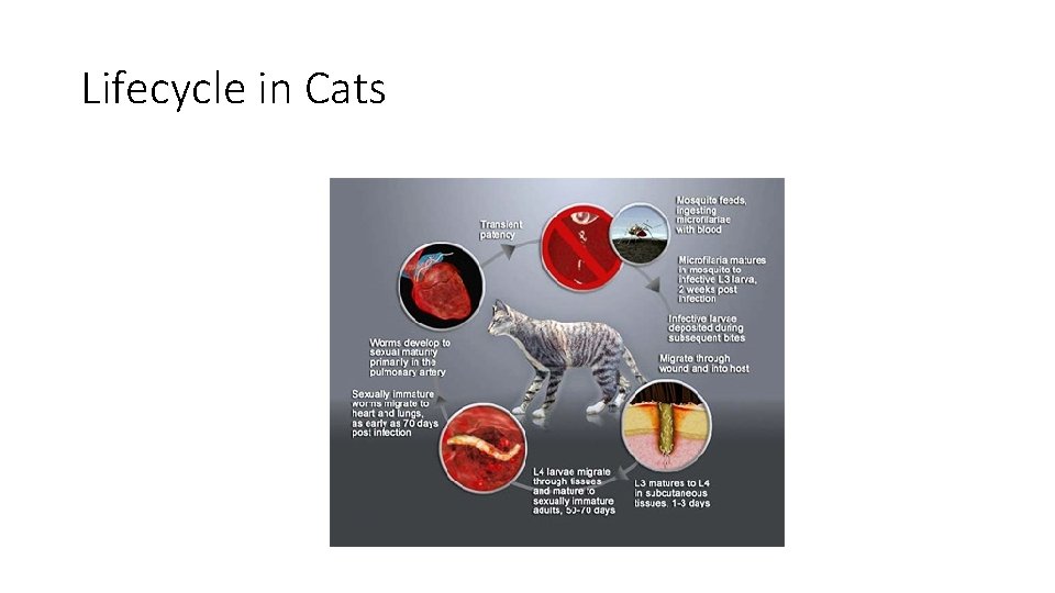 Lifecycle in Cats 