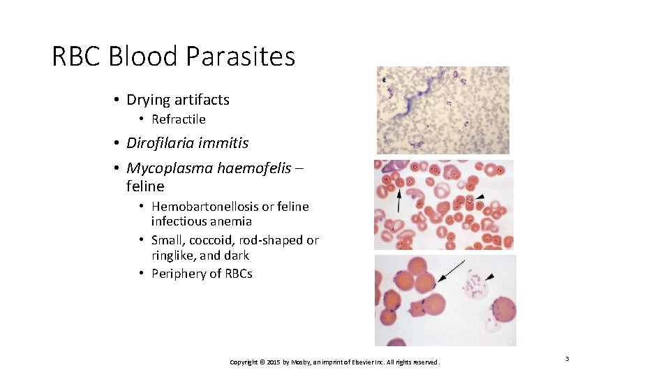 RBC Blood Parasites • Drying artifacts • Refractile • Dirofilaria immitis • Mycoplasma haemofelis