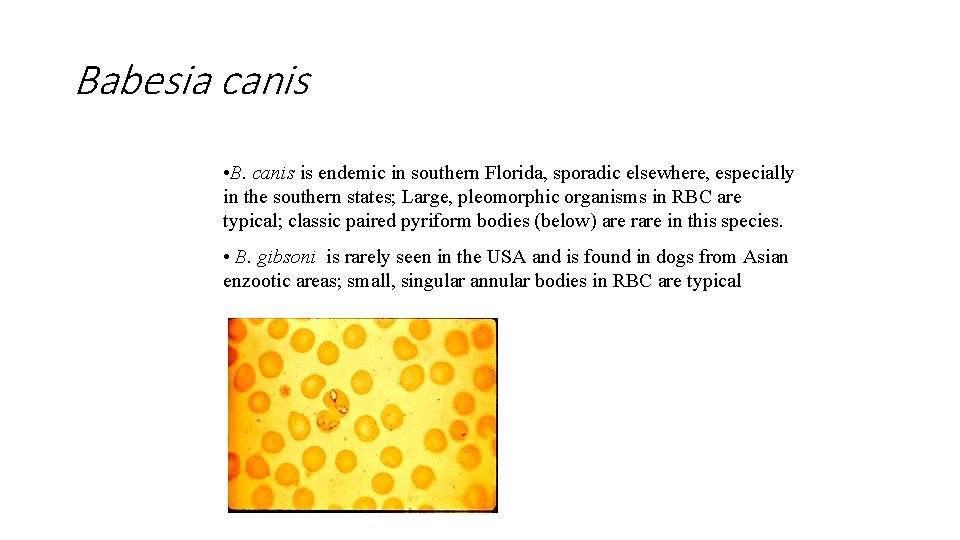 Babesia canis • B. canis is endemic in southern Florida, sporadic elsewhere, especially in