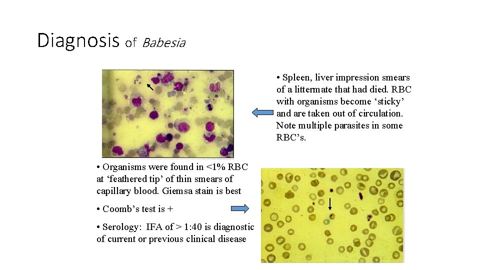 Diagnosis of Babesia • Spleen, liver impression smears of a littermate that had died.