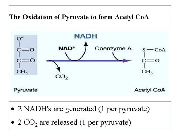 The Oxidation of Pyruvate to form Acetyl Co. A 2 NADH's are generated (1