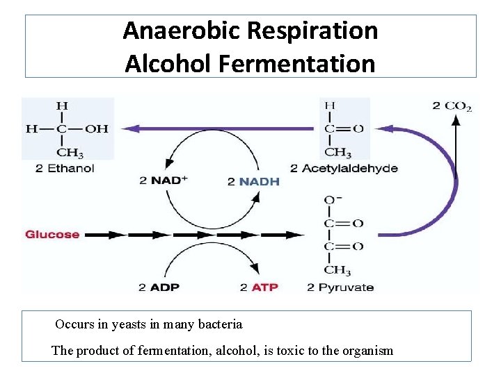 Anaerobic Respiration Alcohol Fermentation Occurs in yeasts in many bacteria The product of fermentation,