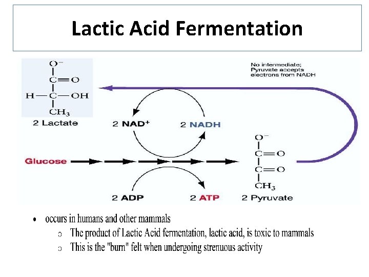 Lactic Acid Fermentation 