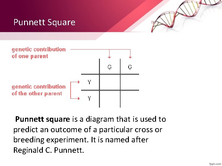 Punnett Square Punnett square is a diagram that is used to predict an outcome