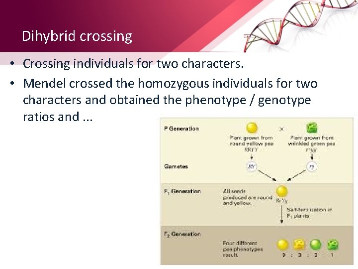 Dihybrid crossing • Crossing individuals for two characters. • Mendel crossed the homozygous individuals